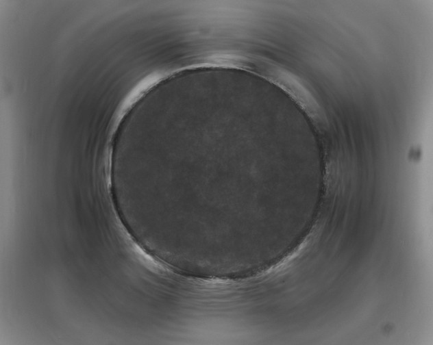 X0000097621180200802291318