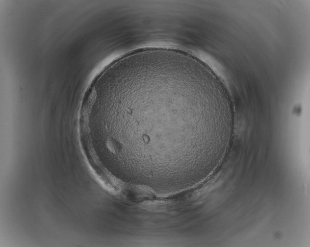 X0000097621237200802291318