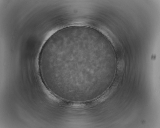 X0000097621466200802291314