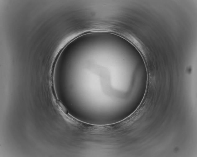 X0000097621485200802291314