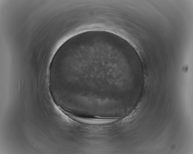 X0000097621527200802291313