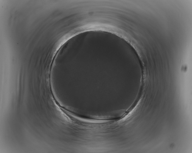 X0000097621529200802291313
