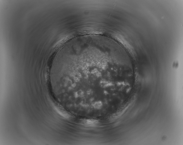 X0000097620165200803071517