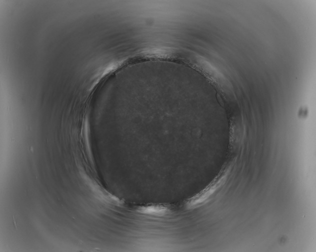 X0000097620168200803071517
