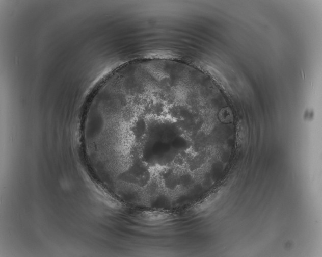 X0000097620351200803071515
