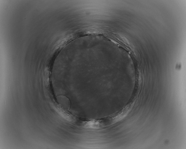 X0000097620366200803071515