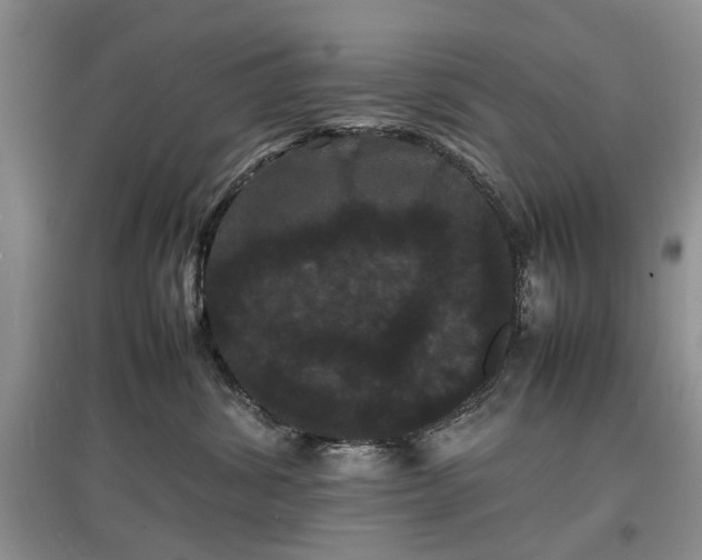 X0000097620428200803071514