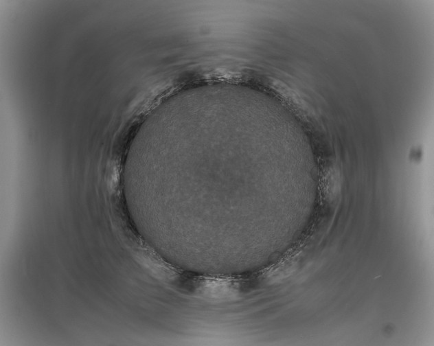 X0000097620709200803071510