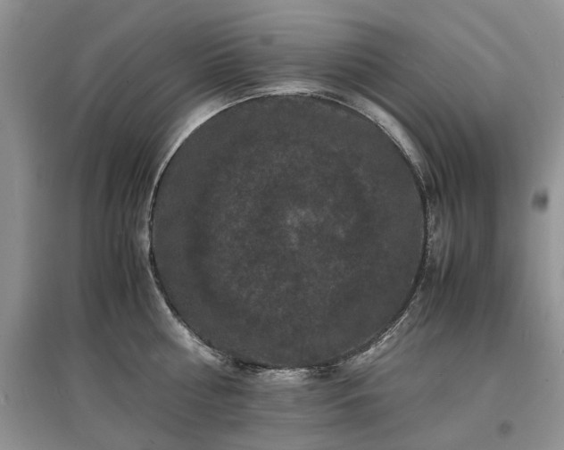 X0000097620810200803071509