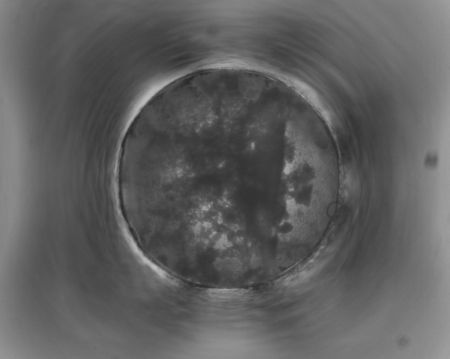 X0000097620863200803071509