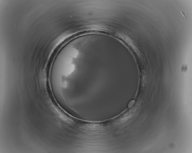X0000097621024200803071506