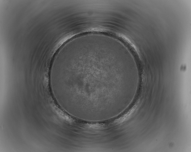 X0000097621025200803071506