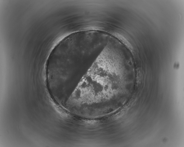 X0000097621031200803071506