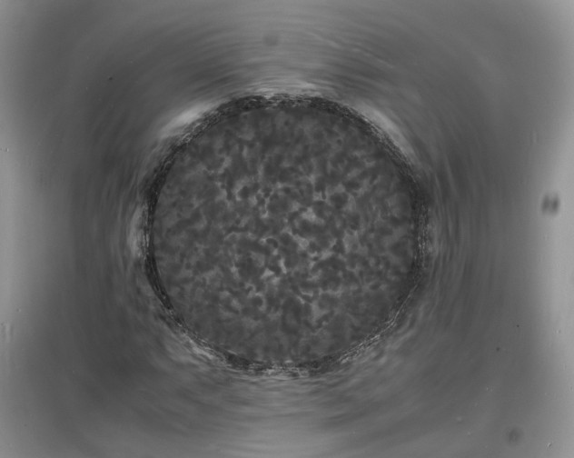 X0000097621063200803071505
