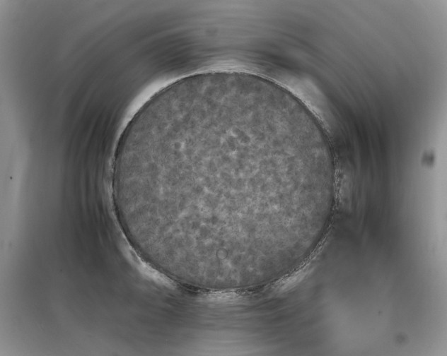 X0000097621094200803071505