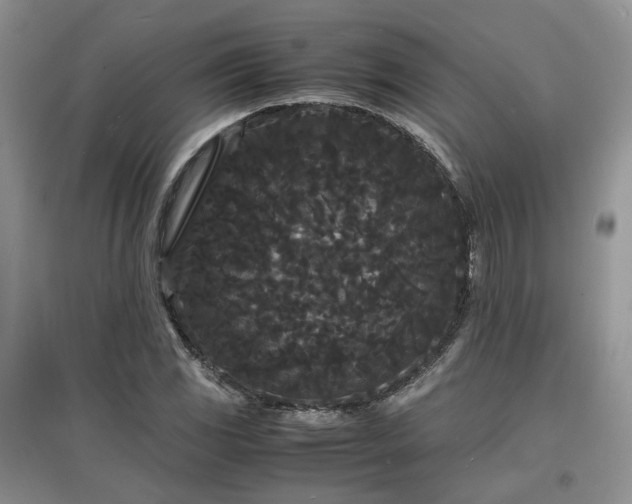 X0000097621117200803071504