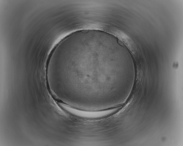 X0000097621184200803071504