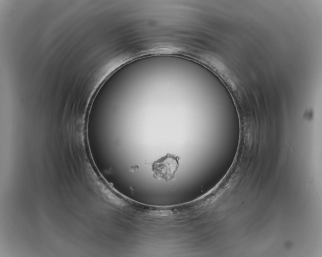 X0000097621186200803071504
