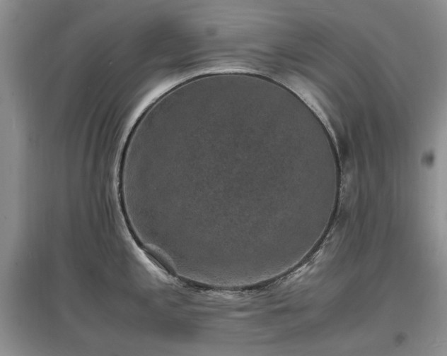 X0000097621197200803071504