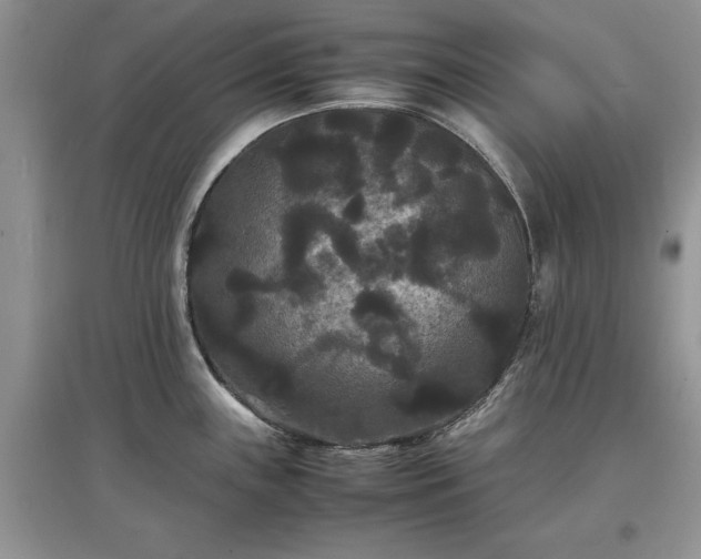 X0000097621243200803071503