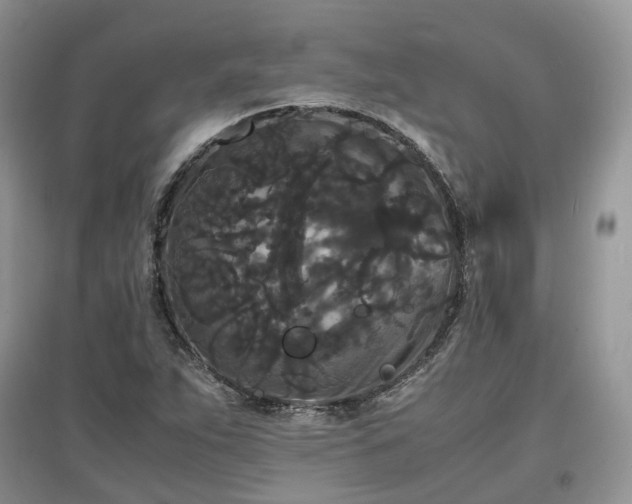 X0000097621263200803071503