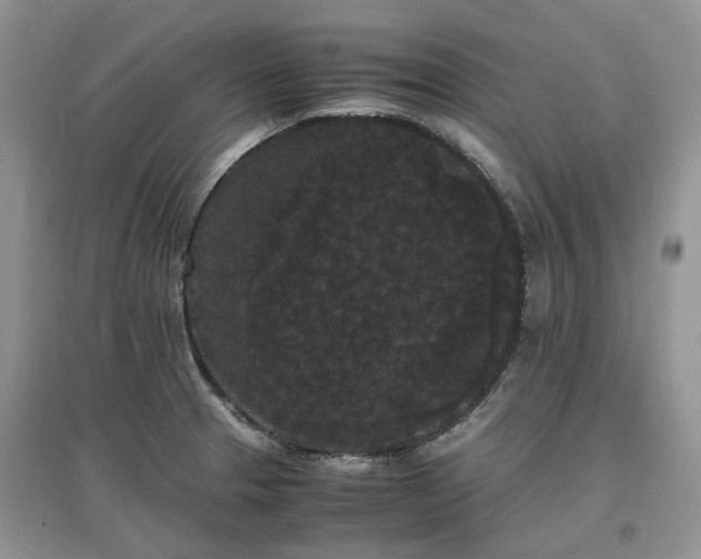 X0000097621329200803071502