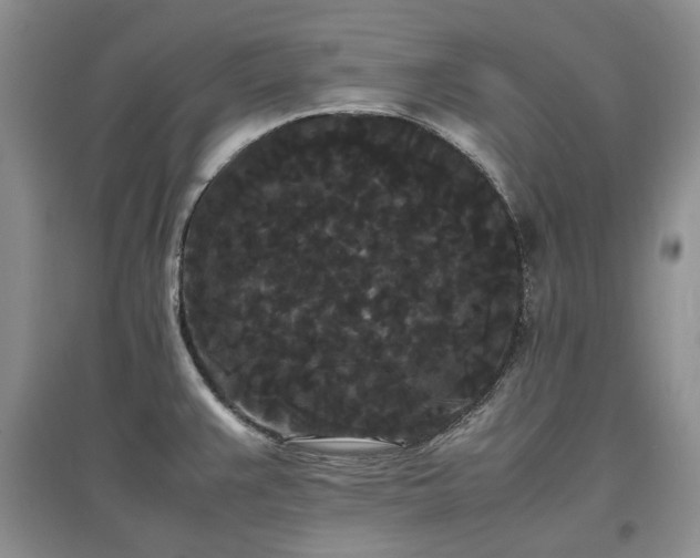 X0000097621383200803071501