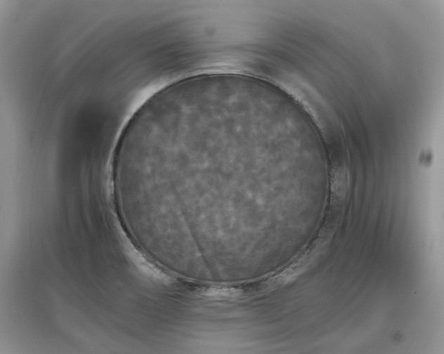X0000097621466200803071500