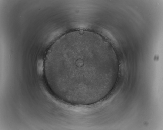 X0000097620024200803142012