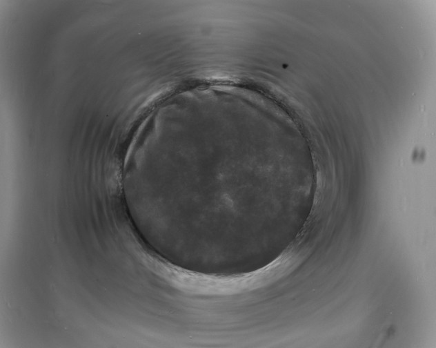 X0000097620048200803142012