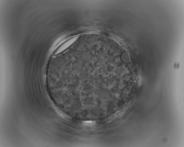 X0000097620053200803142011