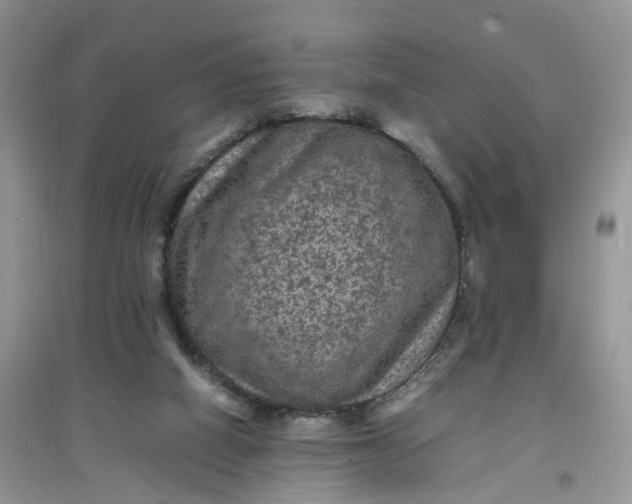 X0000097620066200803142011