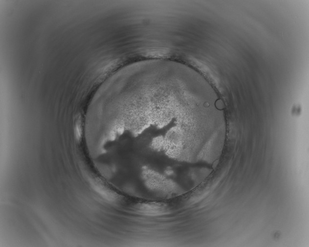 X0000097620069200803142011
