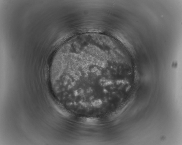 X0000097620165200803142010