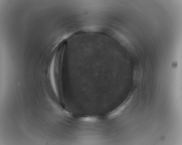X0000097620168200803142010