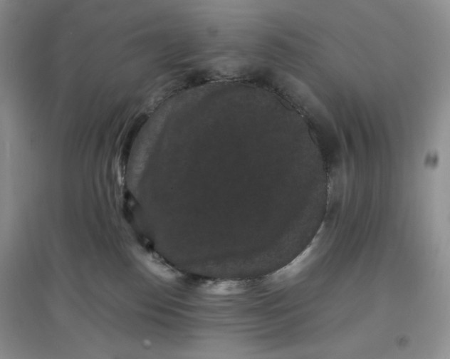 X0000097620186200803142010