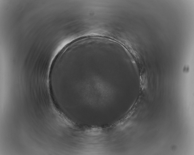 X0000097620196200803142009