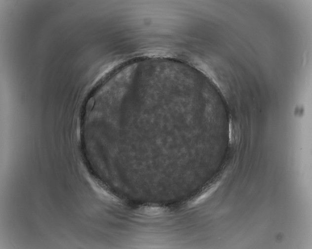 X0000097620205200803142009