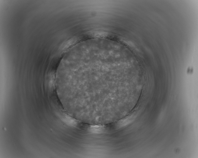 X0000097620240200803142009