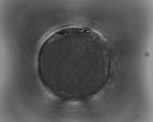 X0000097620247200803142008