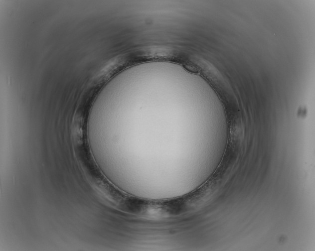 X0000097620264200803142009