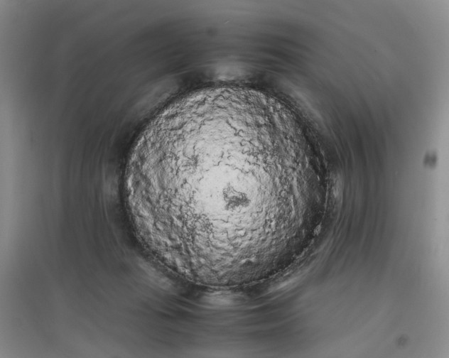 X0000097620269200803142009