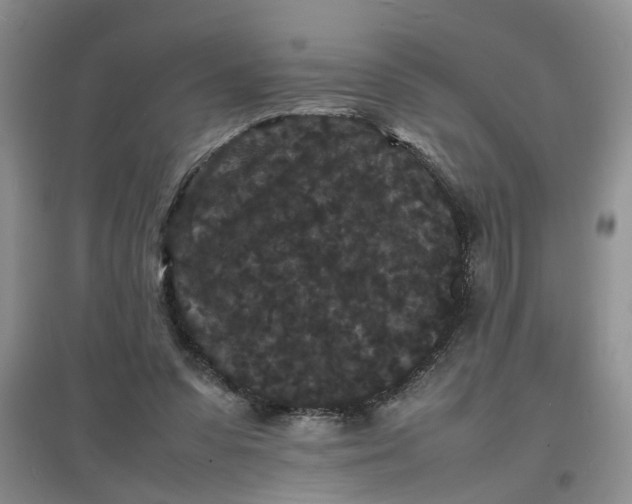 X0000097620303200803142008