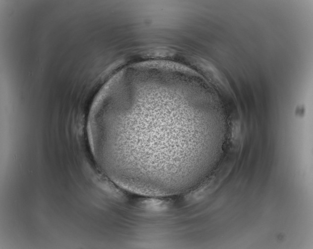 X0000097620326200803142008