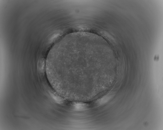 X0000097620336200803142008