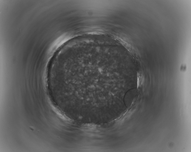 X0000097620339200803142007