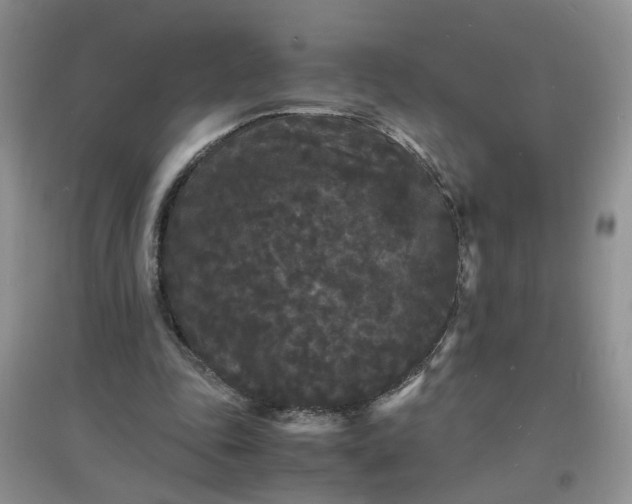 X0000097620343200803142007