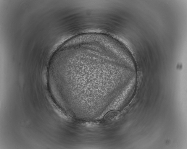 X0000097620345200803142007