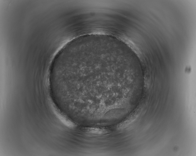 X0000097620347200803142007