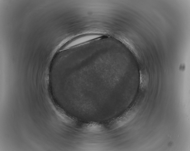 X0000097620348200803142007